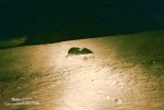 IMG 9470
