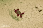IMG 9460